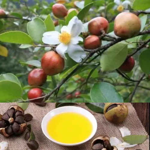 CamelliaOleifera flowers pods and seed, make the best OIL